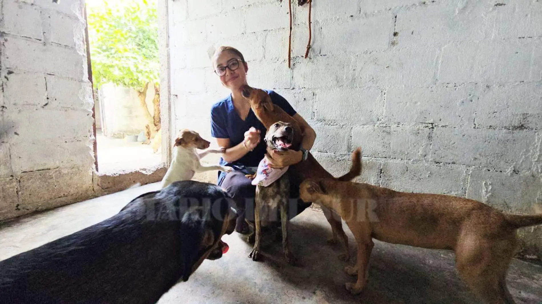 perritos con su cuidadora